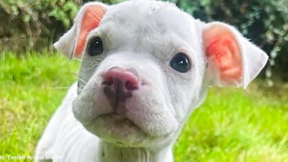 Rescued Puppy Was Near Death but Heals with Love and Starts a Bright New Life