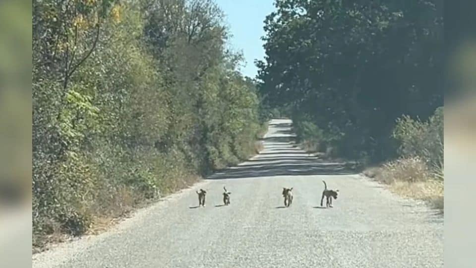 Texas Woman On Country Drive Discovers Four Starving Puppies Begging For Help