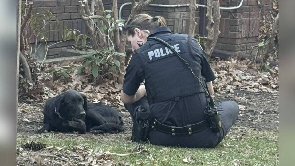 Rescuers Save Limping Dog Who Finally Finds Peace