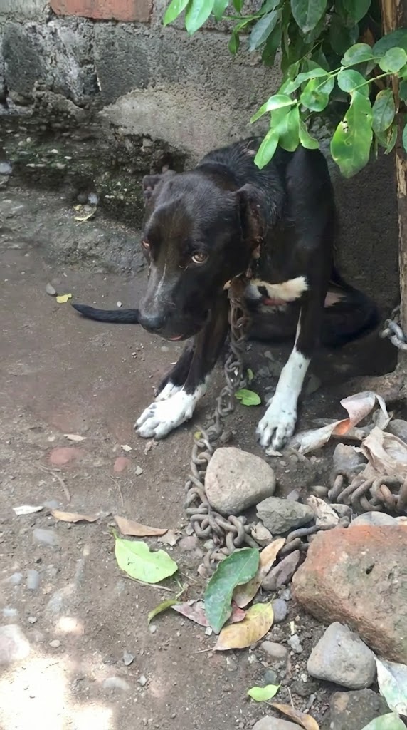 Chained So Long He Forgot What Freedom Felt Like — Until the Day the Metal Fell Away
