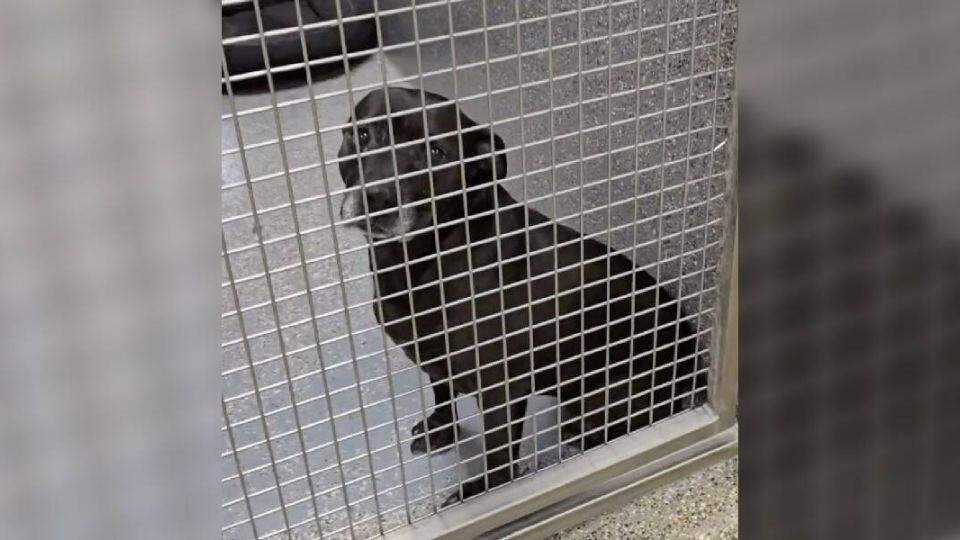 Shelter Dog Waits More Than 1,000 Days for the Family She Deserves