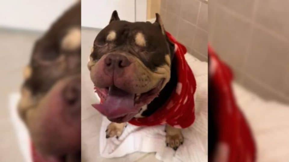 Owner’s Shocking Reason For Euthanasia Request Leaves North Carolina Vets Speechless