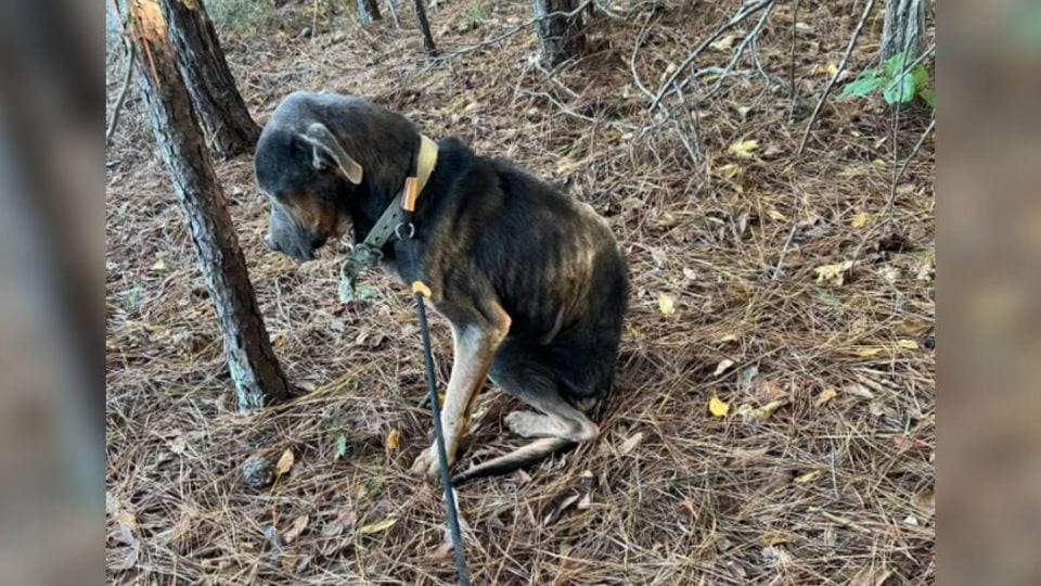The Freezing Dog Who Waited in the Woods for Someone to Save Him