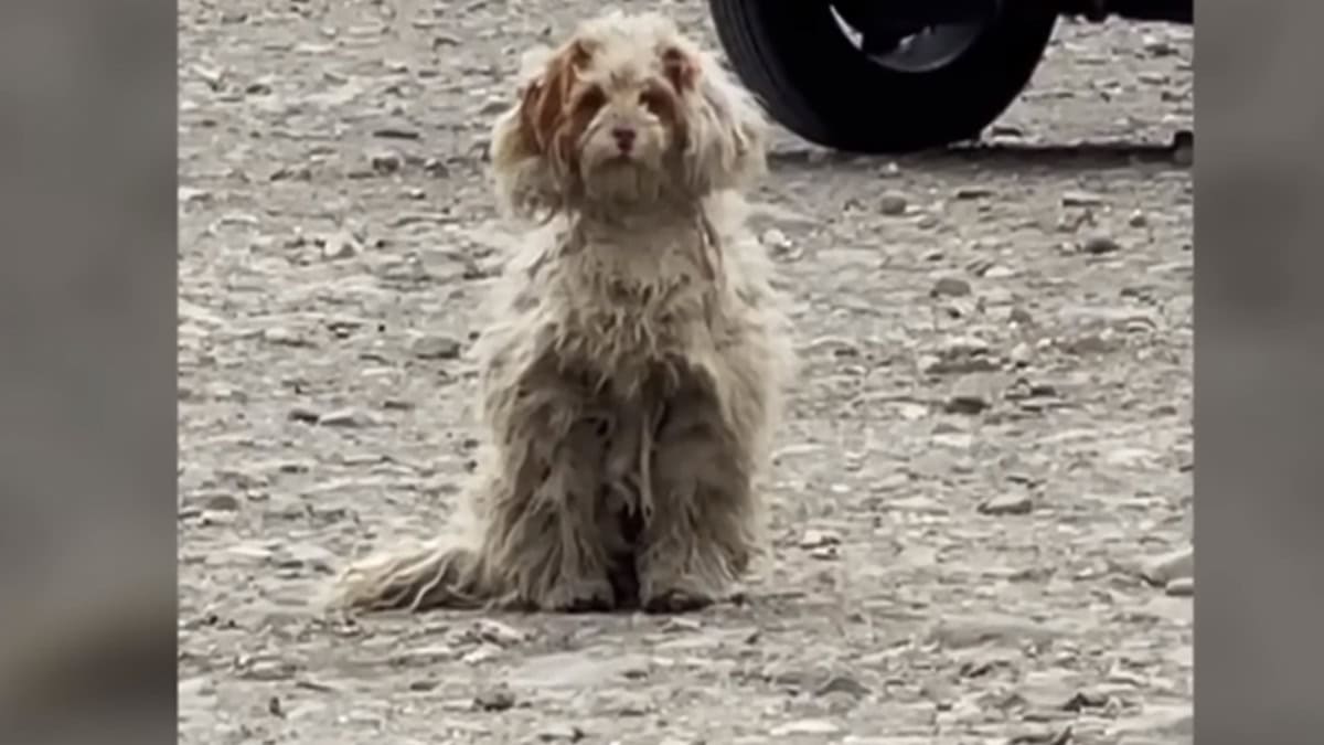 Lonely Stray Dog Struggling By The Roadside Finds Hope In A New Friend