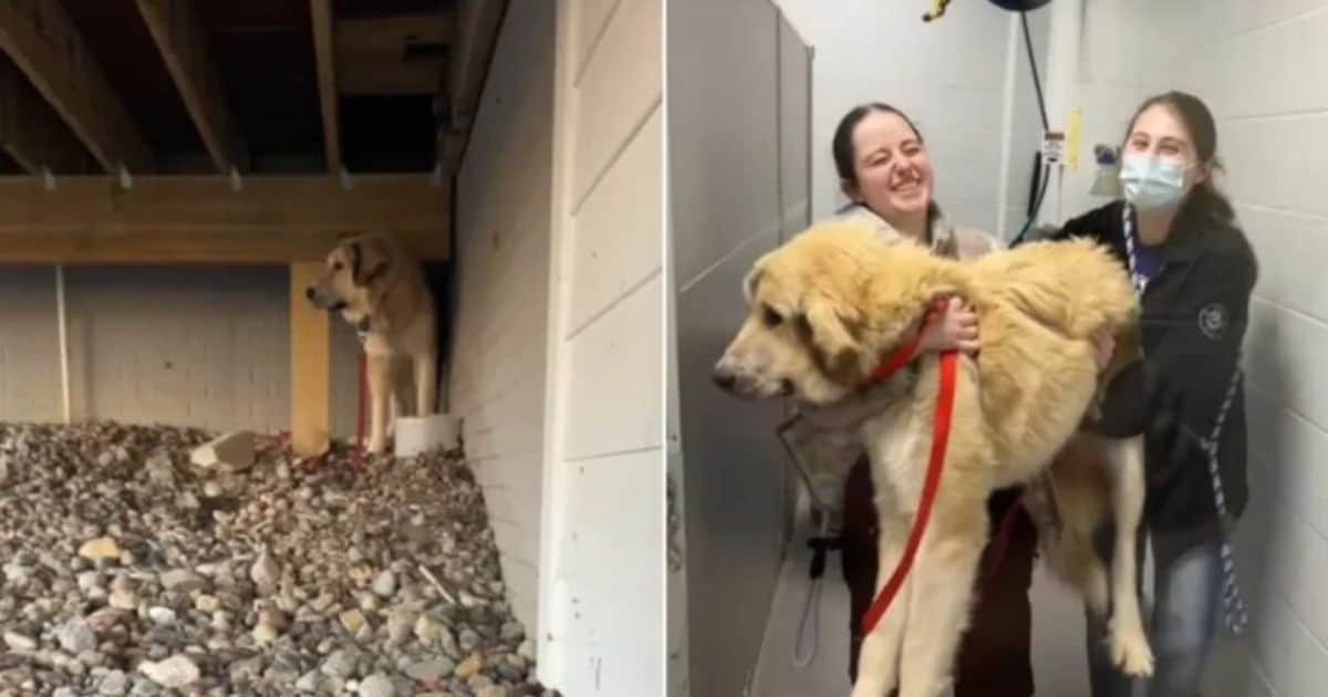 Woman Unexpectedly Brings Home A Big Puppy From Shelter Instead Of Groceries