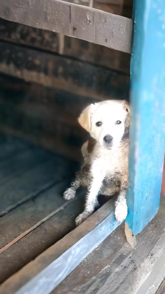 She Didn’t Cry When She Was Hungry — She Cried the Moment She Finally Felt Kindness