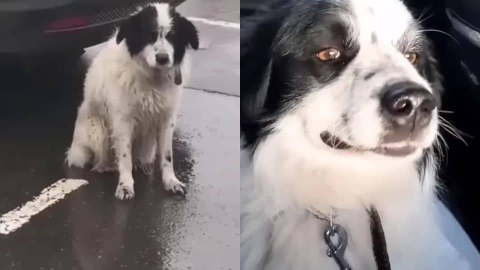 Abandoned Dog Waits in the Rain For His Owners Until a Kind Woman Rescues Him