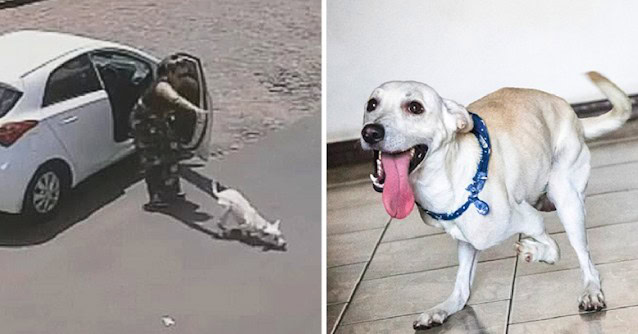 Disabled Dog Who Faced Abandonment Twice In One Day Finds A Forever Loving Home