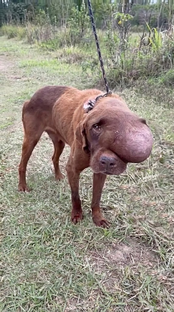 She Almost Kept Driving — Until One Broken Dog Lifted His Head