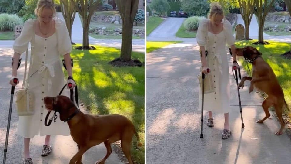 Service Dog Jumps For Joy As His Mom Walks For The First Time In Years