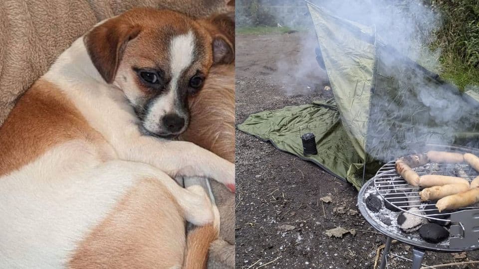 How Sausages and Hope Brought a Lost Chihuahua Home