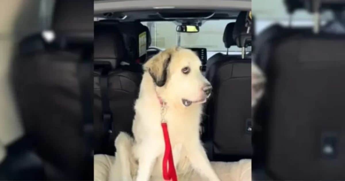 You Won’t Believe Why No One Wants To Adopt This Adorable Foster Dog