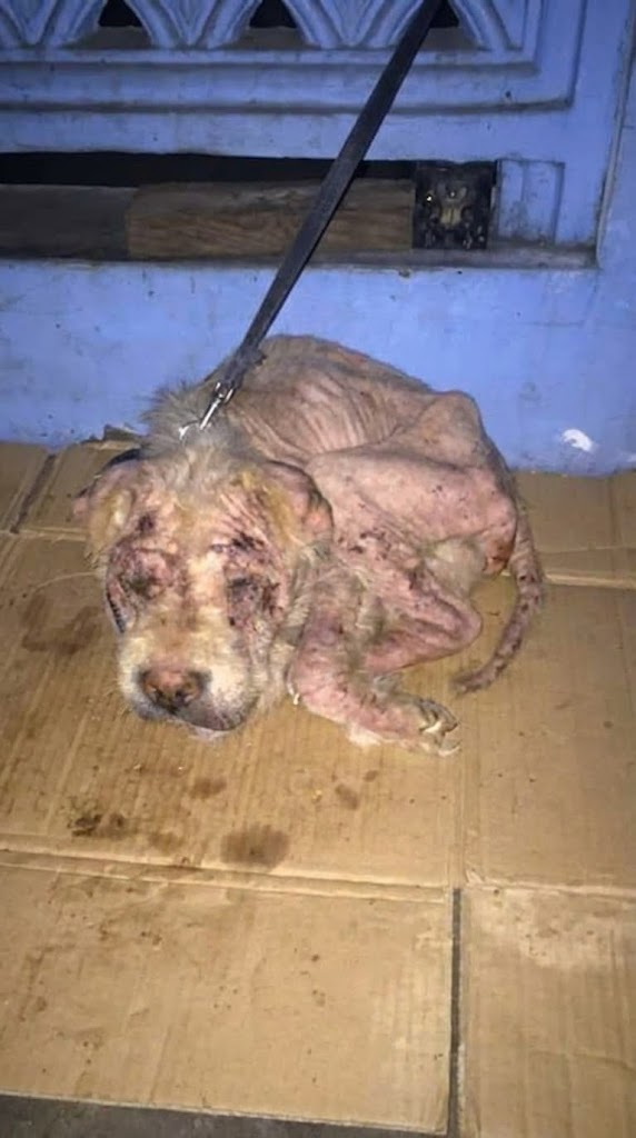 He Spent Years at the End of a Chain — Until One Gentle Act Set Potchie Free