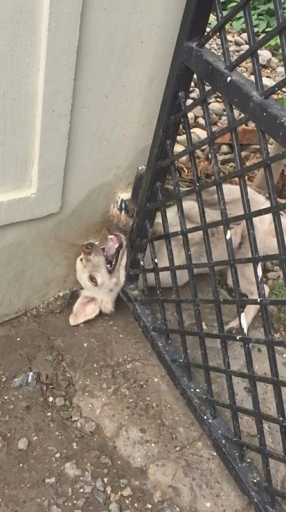 His Head Was Trapped Between Iron Bars — Until Someone Finally Stopped and Saw Him
