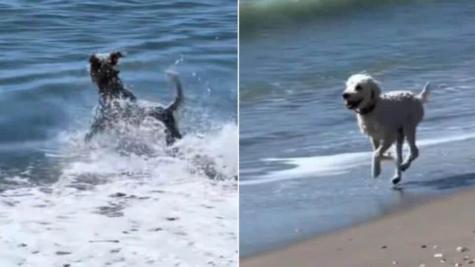 Owner Sees Her Dog Staring Into the Ocean and Is Shocked by What He Saw