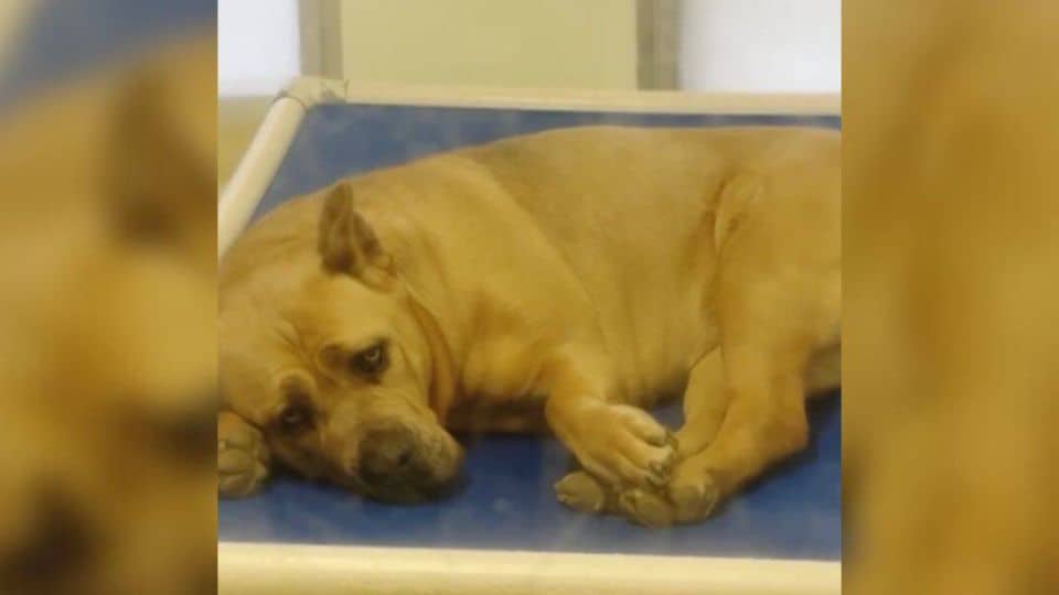 This Gentle Dog Has Never Known Life Beyond Her Kennel