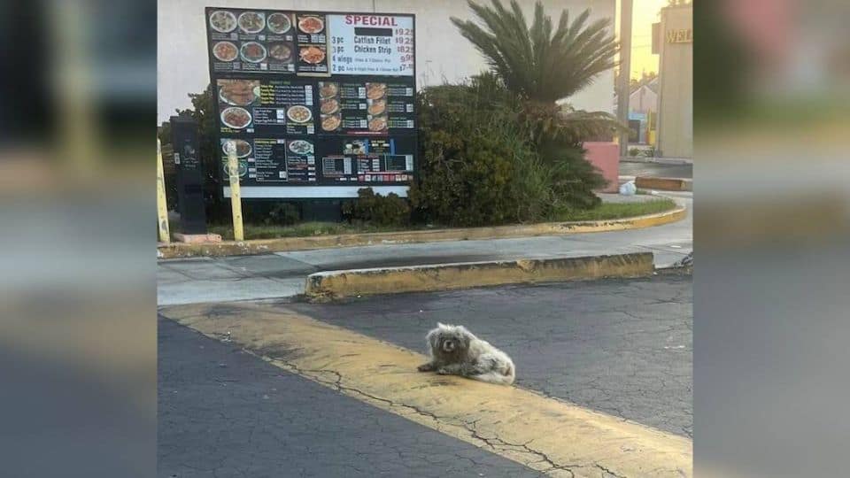 Drive-Thru Customers Ignore Dog Sleeping Under Menu For Months On End