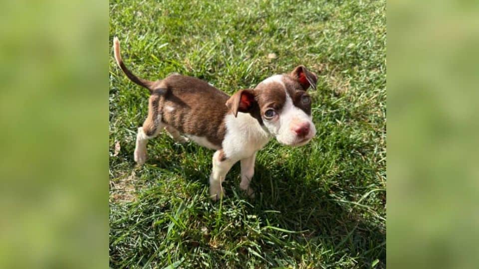 Starving Puppy Found Eating Trash Behind Detroit Gas Station