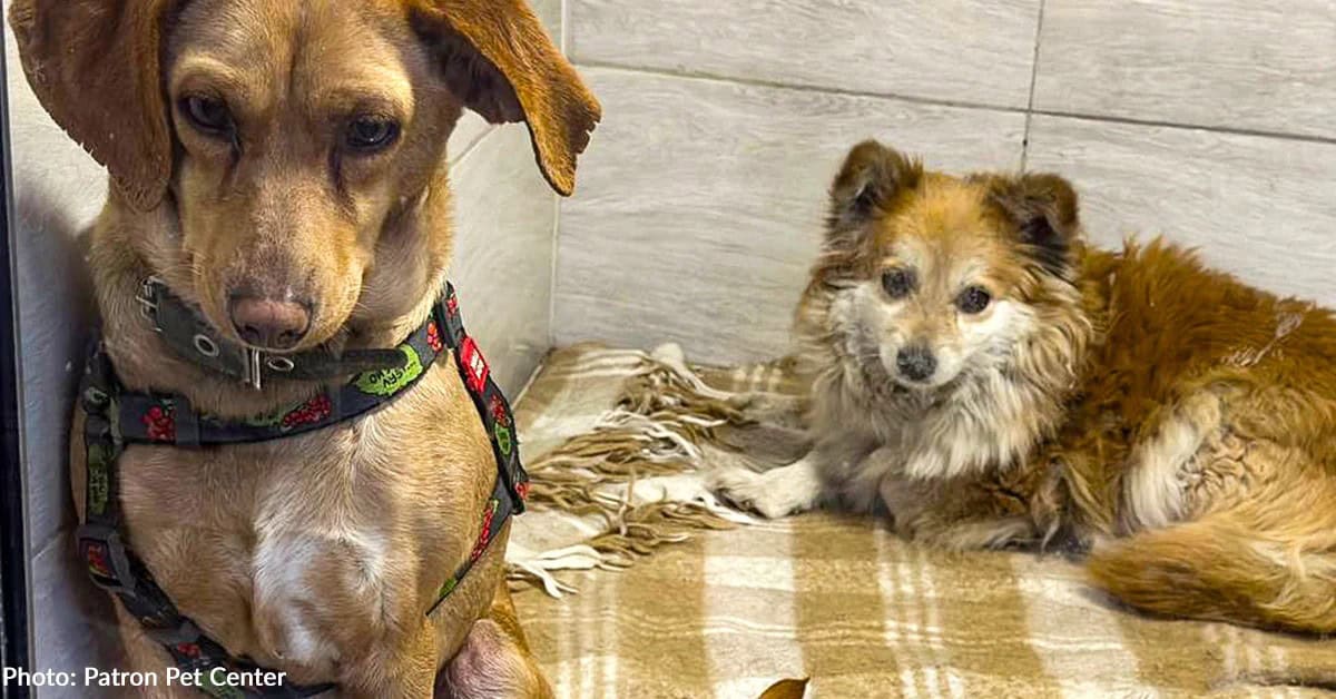 Two Shattered War Dogs Get A Second Chance At Life And Love