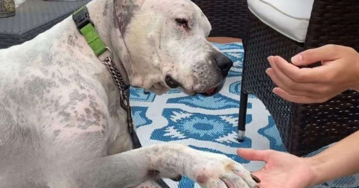 Faithful Dog Found Beside His Deceased Owner, Now Embraces a New Life Filled with Love