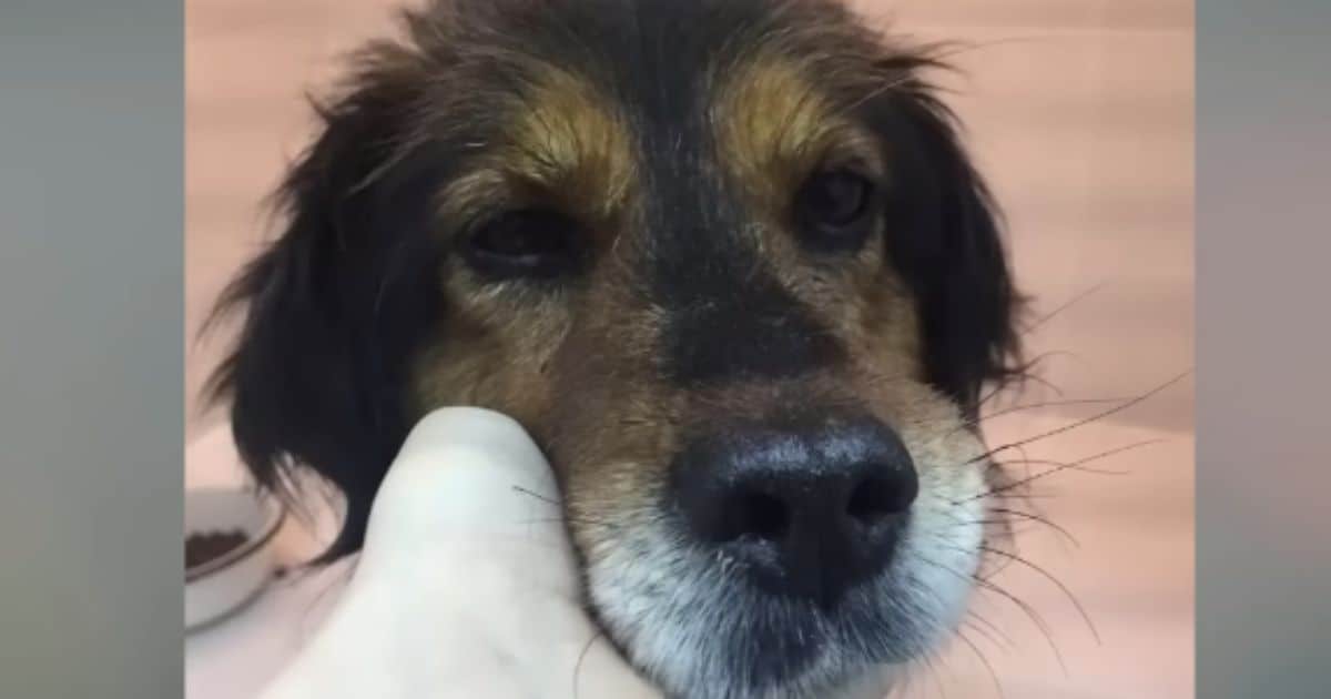 Woman Gently Held This Pup’s Face, Promising Him a Life Free From Sadness