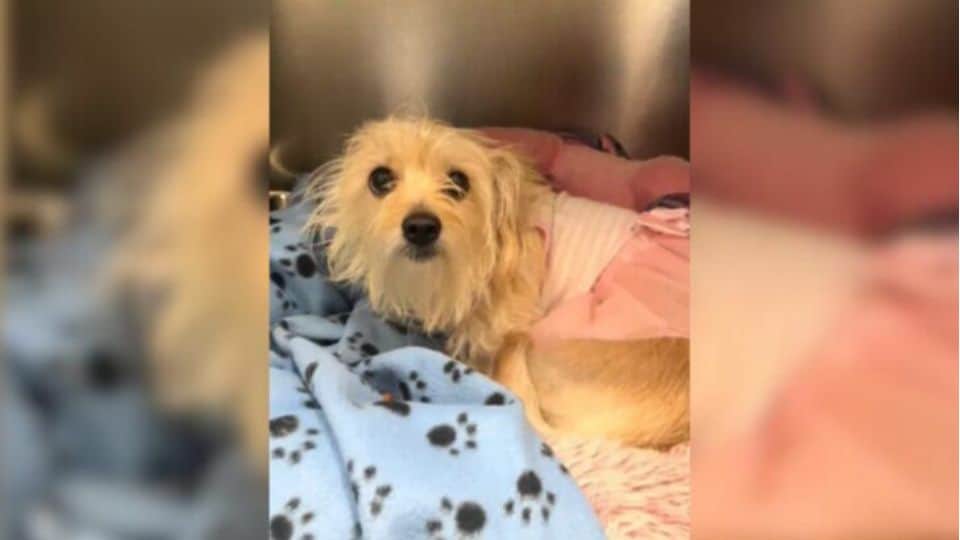 Florida Dog Surrendered to Shelter in a Pink Tutu Leaves Rescuers And The Internet Heartbroken