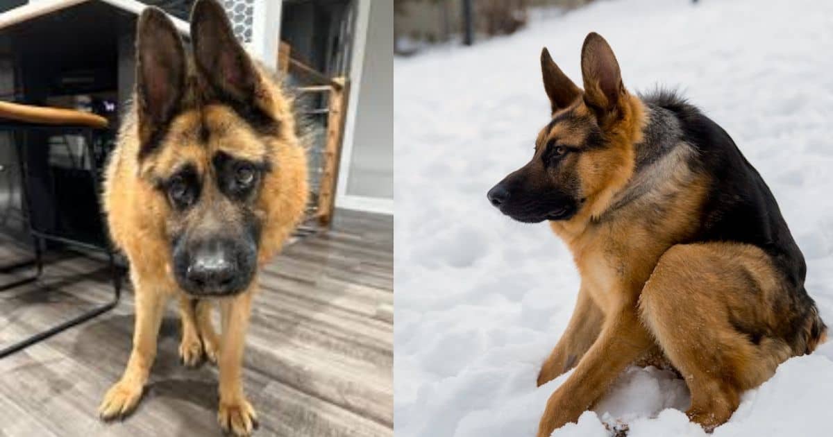 Brave German Shepherd Overcomes Short-Spine Syndrome To Become Internet Star