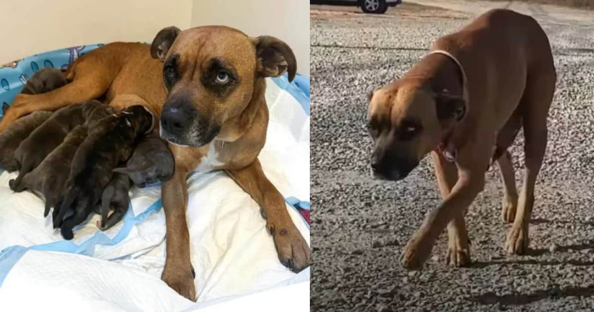 Mama Dog Approaches Woman By The Roadside, Begging Her To Save Her Puppies