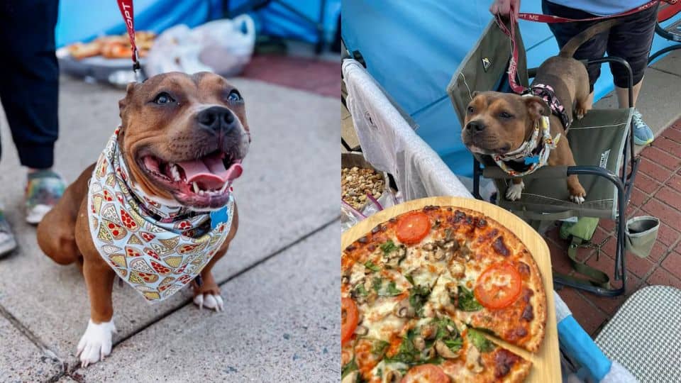 Brixie, cruelly punished for eating pizza, is now showered with love at her own pizza party