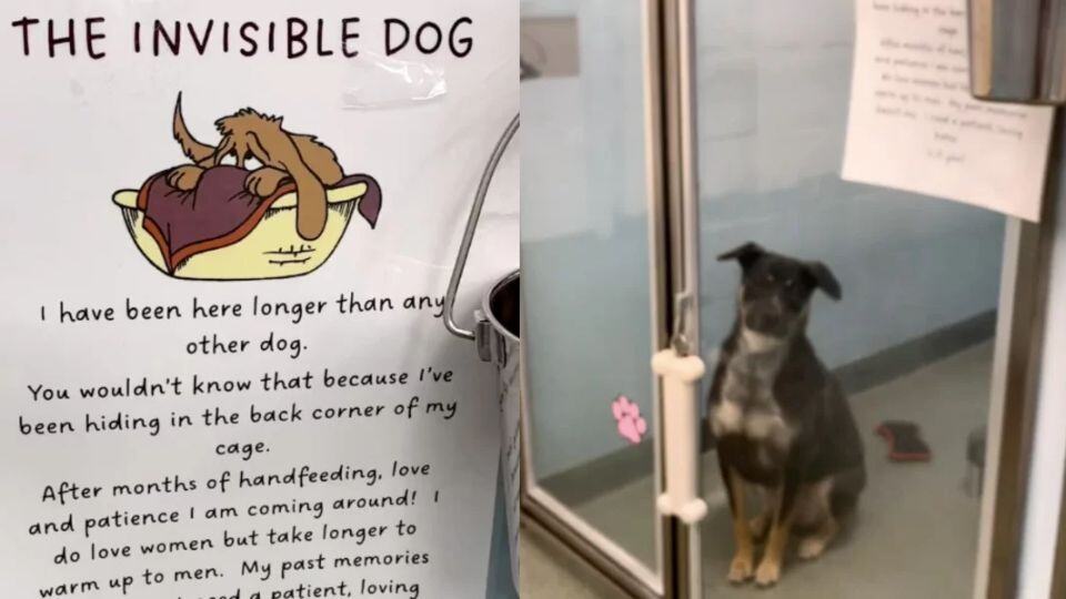 She Was Known as the Invisible Dog Until the Shelter Spoke Up for Her