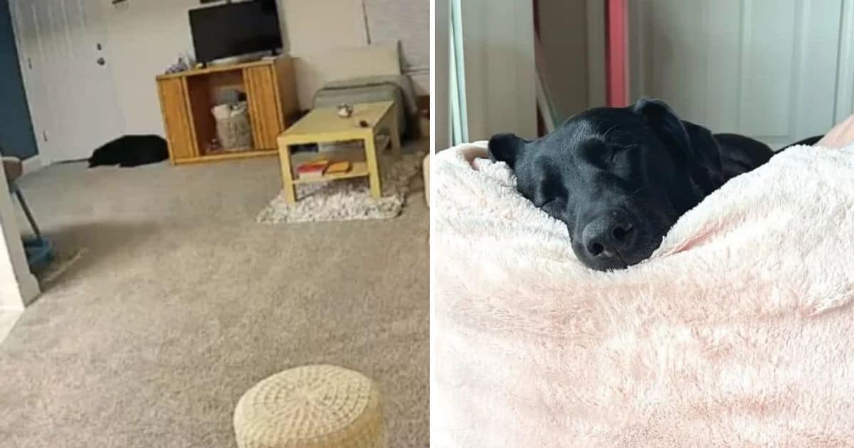 Dog Owner’s Home Camera Reveals Unexpected Surprises