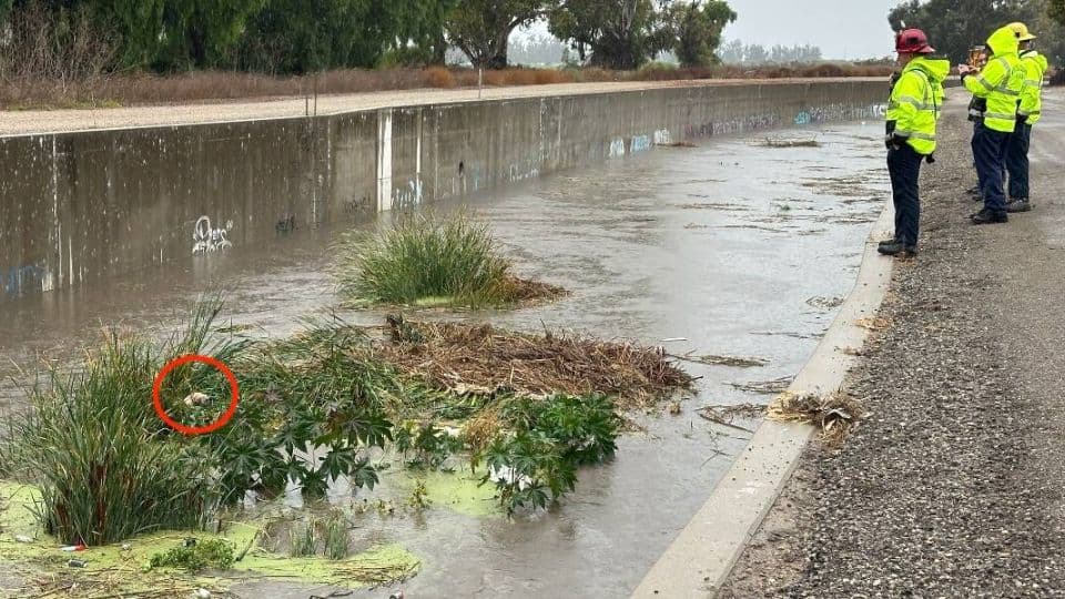 California Rescuers Race Against Time to Save a Dog from Rising Waters