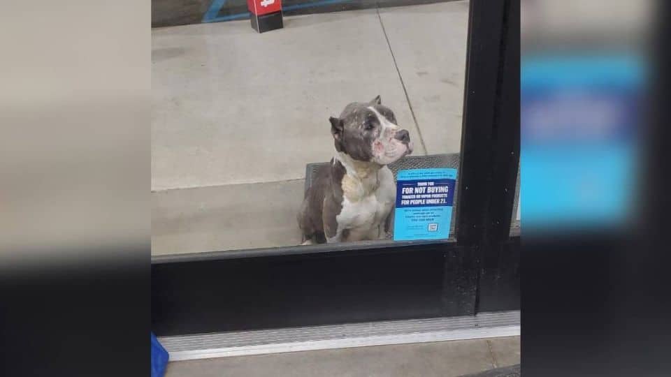 A Stray Dog Sat Silently Outside a Store Until Kindness Changed Everything