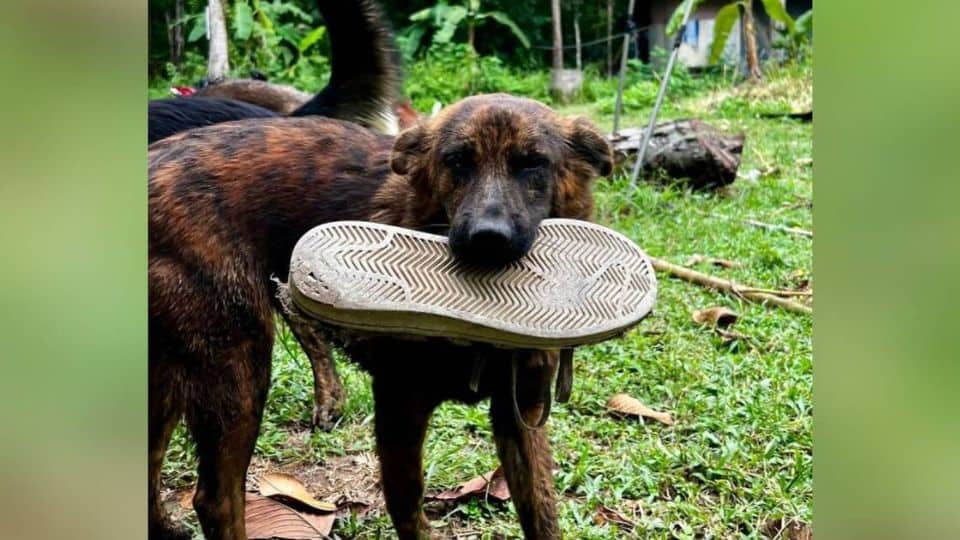 Stray Dog Brought Daily Gifts Hoping Someone Would Love Her Back