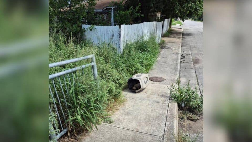 Dog Left In Crate On Scorching Sidewalk Was Too Weak To Cry For Help