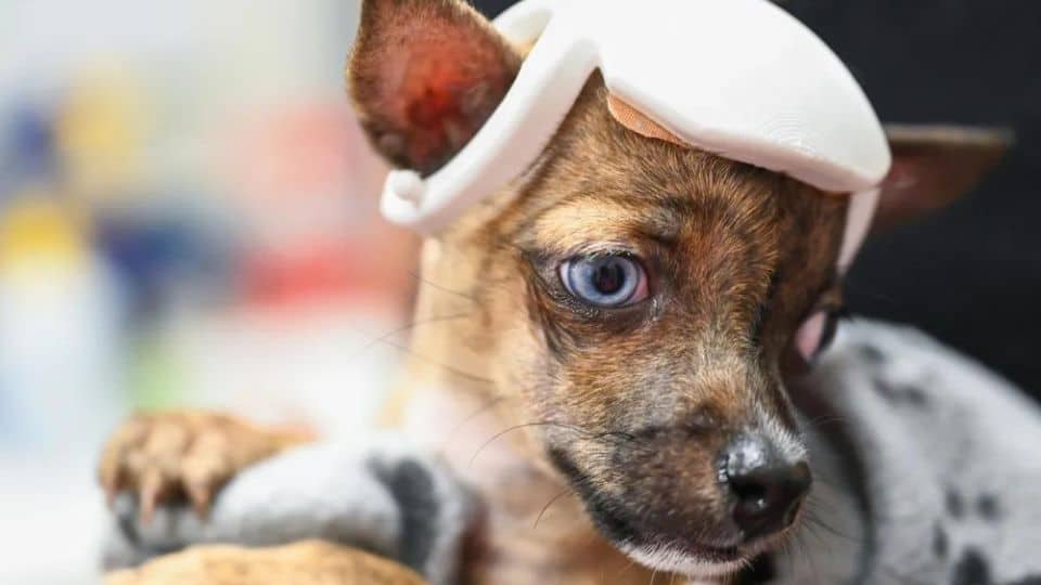 How Engineers Helped Save A Puppy’s Life With Love