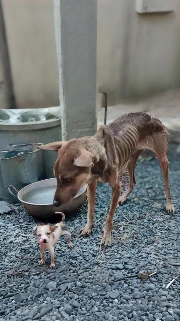 She Let Him Eat First — Even When She Had Nothing Left