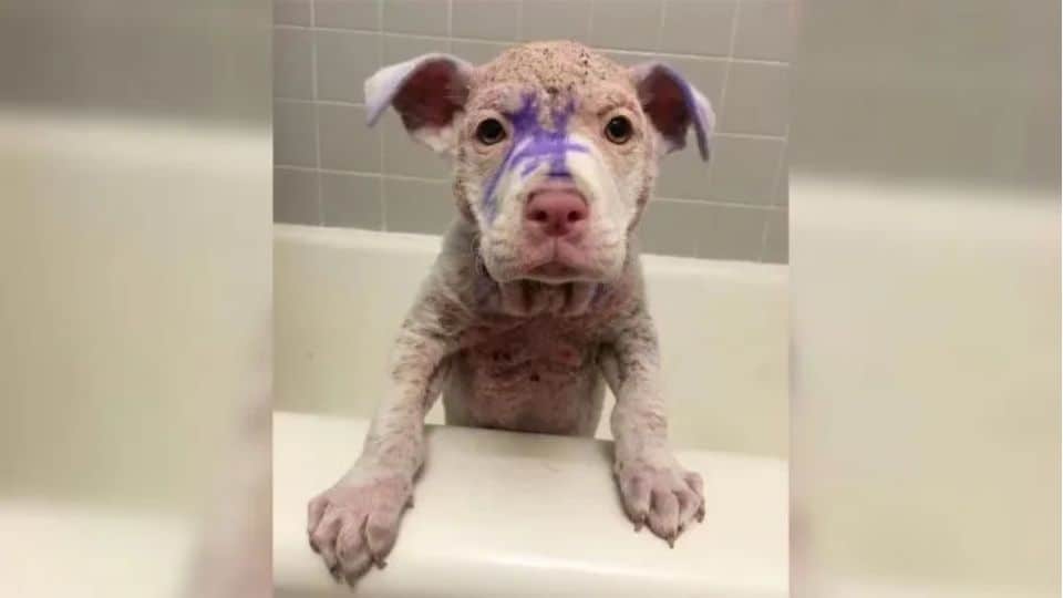 Prince the Puppy’s Journey From Neglect to Love and a Forever Home