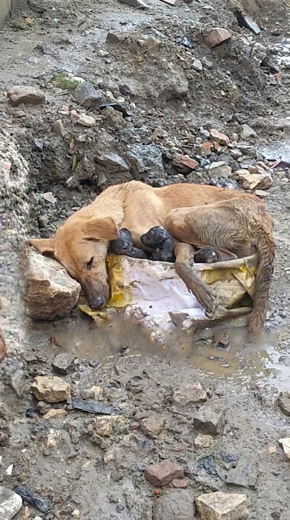 Born in Rubble, Shielded by Love — The Mother Dog Who Wouldn’t Let Go