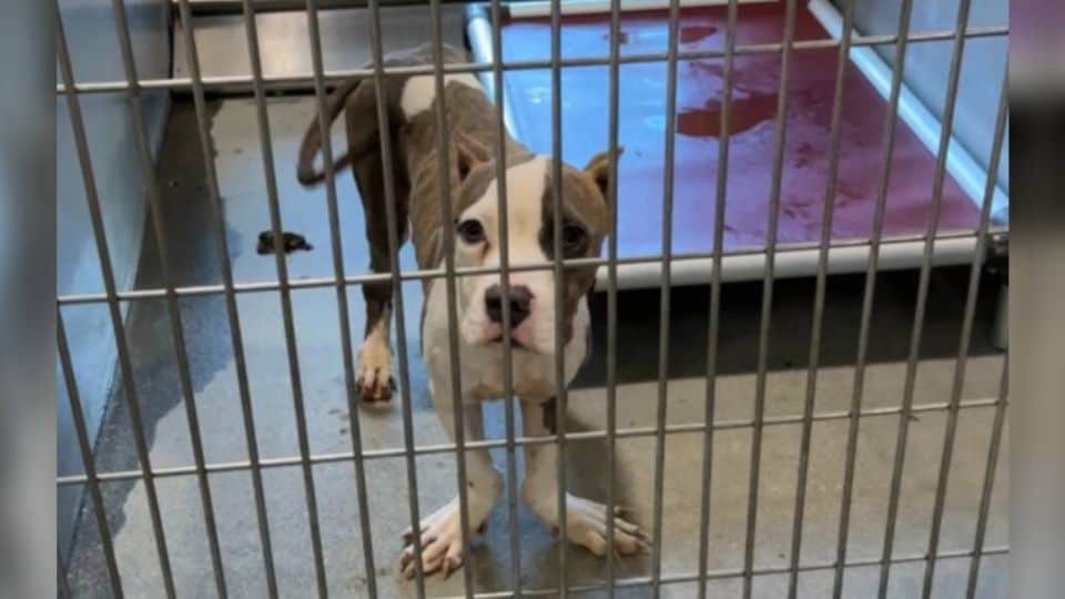 Abandoned Dog With Unique Paws Finds Love and Hope