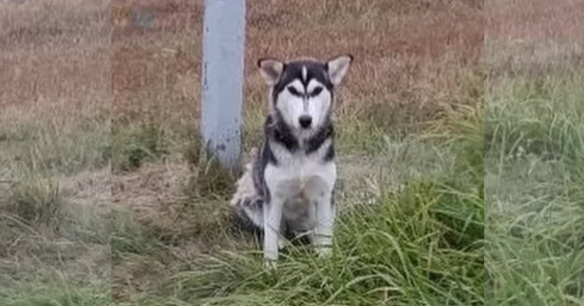The Lonely Pup Sat Alone by the Road, Waiting for His Owner to Return