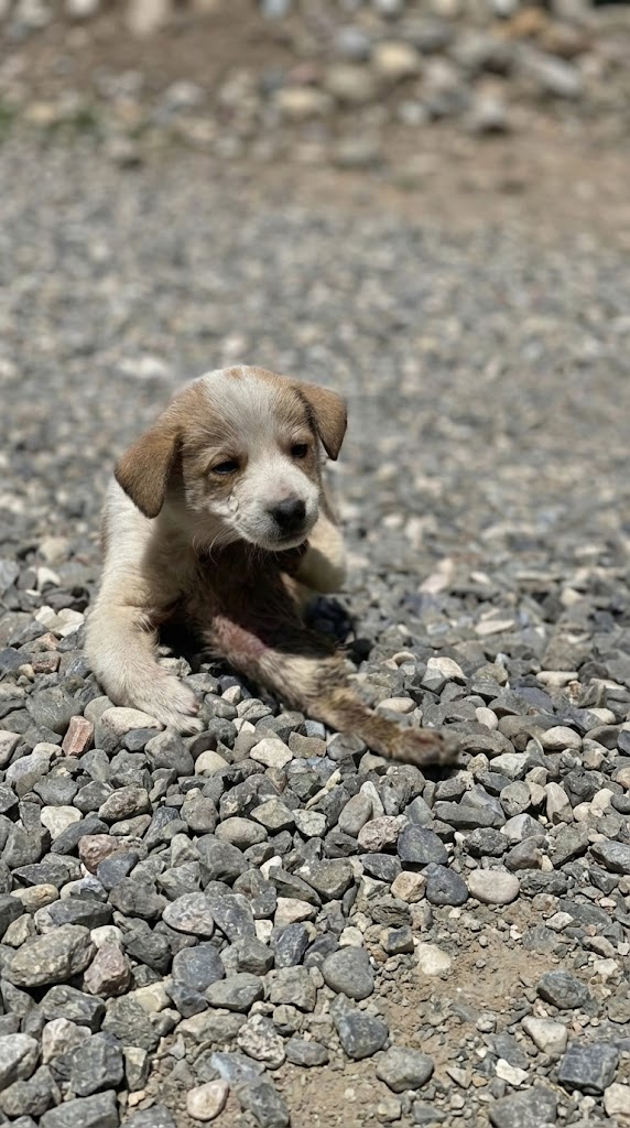 He Was Only a Few Weeks Old — And Already Fighting for His Life