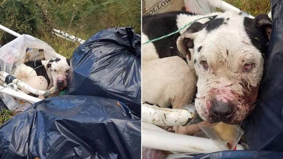 Sweet Pit Bull Was Left to Die Next to a Dumpster Until Help Arrived