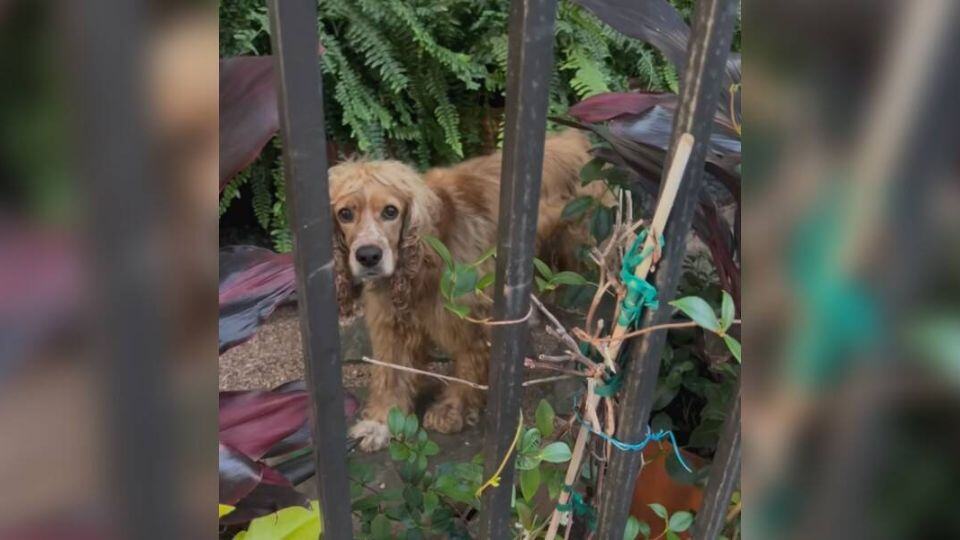 Trapped Behind a Fence, A Forgotten Dog Begs Silently for Someone to Care