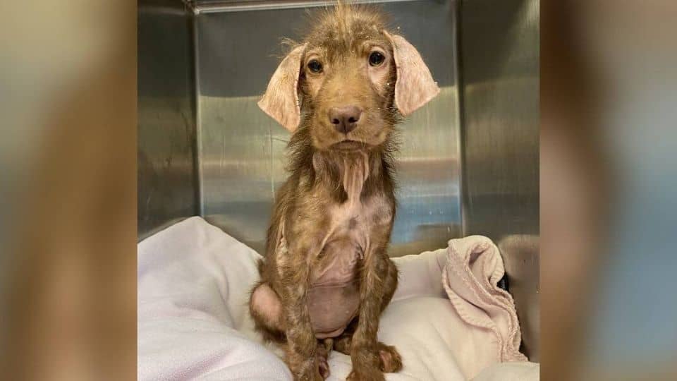 Sick and Skinny Dog Endures Heartbreaking Journey to Healing