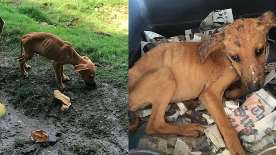A Teen’s Determination Turned A Stray Puppy’s Struggle Into A Story Of Love