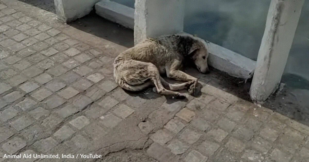Injured Stray Dog Laid Down To Die But Kind Rescuers Found Him