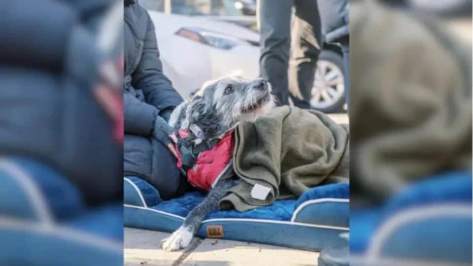 Dog Mom Throws Heartfelt Goodbye Party For Her Senior Pup