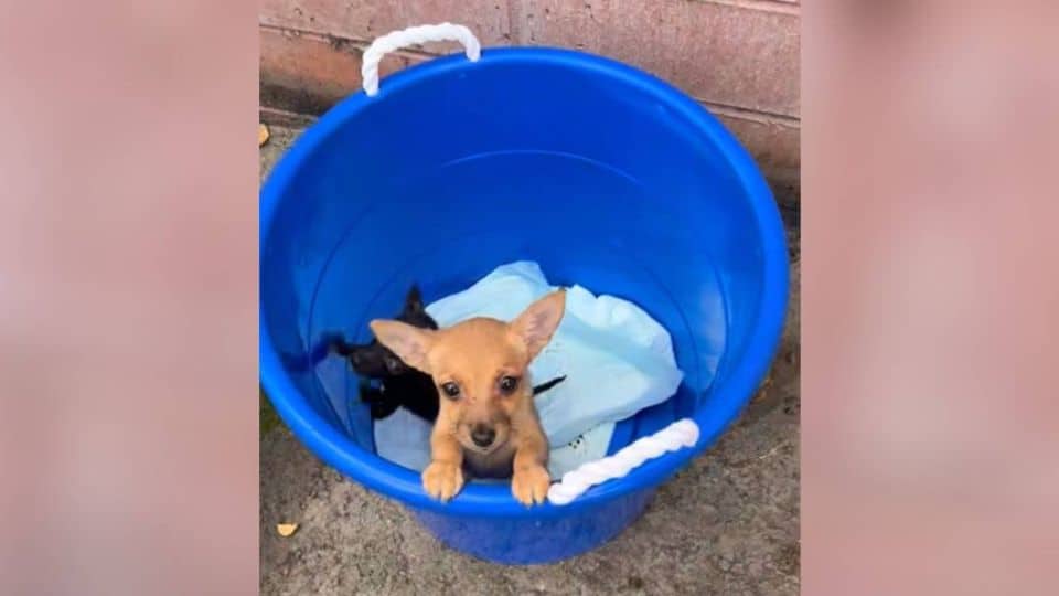 Volunteer Finds Two Helpless Puppies Abandoned Outside the Shelter