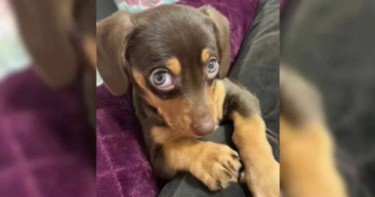 Adorable Puppy’s Hiccups Leave the Internet In Awe With Heartwarming Reactions